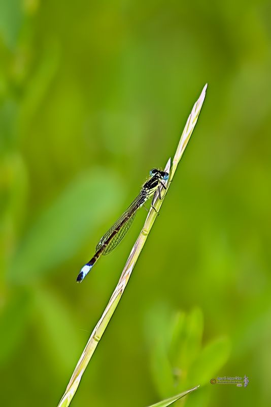 Caballito del diabl azul.jpg